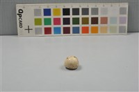 藏品(灰鶺鴒卵)的圖片